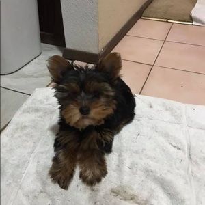 Meet your Posher, Jamie